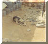 Lobo- a scout dog